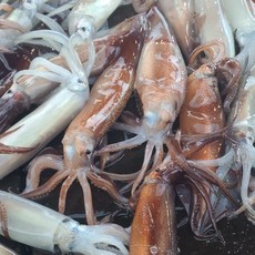 국내산 선동 오징어 냉동, 1개, 1kg