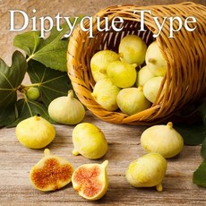 [CPL 영국] 프래그런스 오일 휘기에 FIGUIER 20ml/50ml/100ml, 100ml, 1개, 100ml