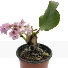 꽃사랑식물나라 설화 히말라야바위취 야생화 공기정화식물 식물키우기 화분, 1개