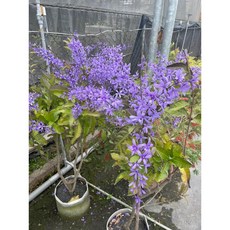 霏霏園藝 紫花許願疼 四季開花盆栽 4-6年成熟苗, 1個