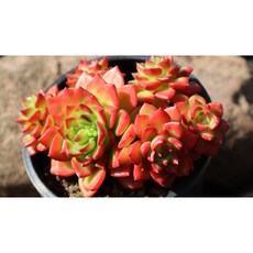 묵은 레티지아 키우기쉬운 다육식물 예쁜 다육 플랜테리어