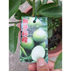 霏霏園藝 檸檬四季生盆栽 每年結果 6-7吋盆 居家種植, 1個