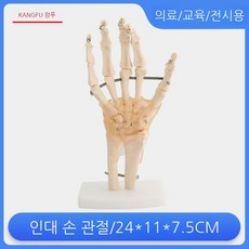 척추 모형 추간판 교육용 탈출증 무릎 어깨 손 발 골격 모델 척추병원, 10. 인대 손 관절