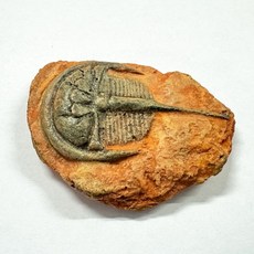 7x5 cm 고생대 삼엽충 화석 해양 절지동물 관찰 표본 수업 초등과학 생물 어린이 뼈