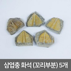 화석관찰 키트 삼엽충 꼬리부분 화석 실험완구 실링