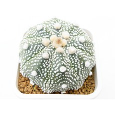 ISW투구 대품 실생 동일품-260317 아프리카식물 코덱스 멸종위기 희귀선인장