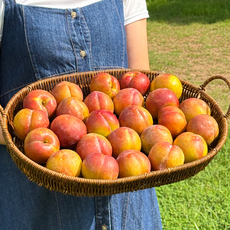 [당도보장] 경북 영천 추희자두 새콤달콤 왕자두 농장 산지직송, 1박스, 1kg 왕특 (6~7과)