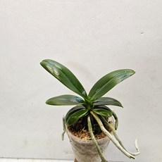 원예종 ~대엽풍란, 1개