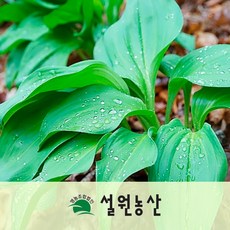 강원도 생 명이나물 대명이/잎명이/산마늘, 1개, 2_인제대명이(줄기+궁대), 2kg