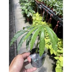 霏霏園藝 麻葉花燭, 1個