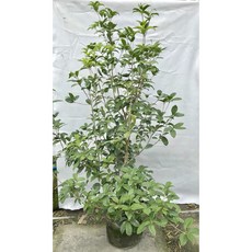 萬美園藝資材有限公司 桂花, 1個