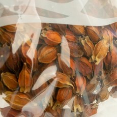 맑은물보배땅 통치자 열매 600g, 단품, 단품