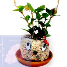 GS 토피어리 중급 멋쟁이 만들기 토피어리diy, 1개