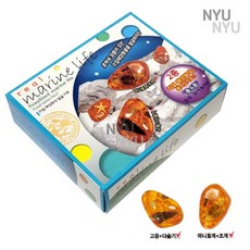 리얼 해양 화석 발굴 키트