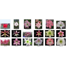 孤挺花開花球球根裸株, 1個