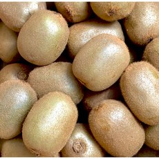 <품담> 국산 제주산 참다래 그린키위/달콤상큼한 제철 키위/선물용 가정용 모두 OK, 1박스, 왕특대과 2kg