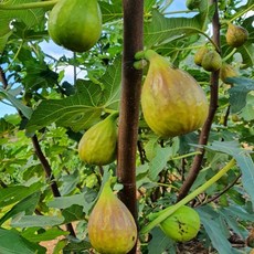 무화과묘목 추위에강한 바나네청무화과나무묘목, 1개, (바나네청무화과2년생)