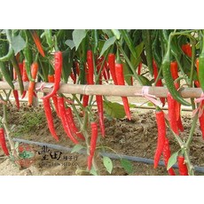 【野菜部屋~】M24 天香辣椒種子 辣味強 產量高, 1包