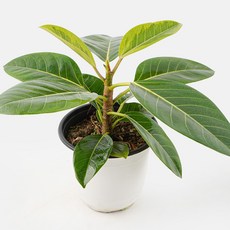 갑조네 뱅갈고무나무 (중품) 실내 공기정화 인테리어 식물, 혼합색상, 1개