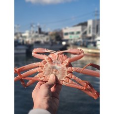 훗카이도 활 북해도 싱싱한 살아있는 대게, 1개, 활 북해도 대게 1kg (2~3미)