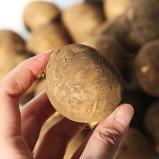 [팔도농장] 26년 수확 햇 수미감자(조림용) 3kg, 1개