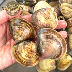 [재구매율이 높은 백합] 자연산 백합 조개 가성비 좋은 백합 조개탕 조개찜 캠핑, 1개, 정품 백합 6kg (120미 내외)