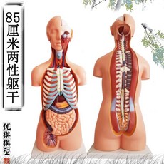 人體解剖模型器官可拆卸醫學教學人體器官模型軀幹系統結構圖解剖人體模型, 85cm兩性軀幹模型 可拆分爲多個部件, 1個