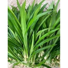 국내재배 한 동남아시아야채 향신료 홀라파 가파오 맹락 어성초 민트 박실라우 딜 등등, 판다뉴스잎 1봉지×1개