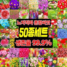 [빠른배송] 노지 월동 다년생 꽃 씨앗 야생화 4계절 꽃 씨앗 봄꽃 키작은 꽃 씨앗 모음 노지직파 비료 증정 TENFOC, 1개