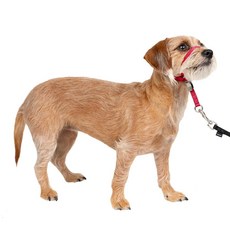 PetSafe Gentle Leader HEAD 헤드카라 당김 없는 개 목걸이 - 걷기 개선에 도움이 됨 내구성 있는 나일론 구조 패딩 처리된 코 루프 조절 가능한 핏 편안한, 레드_173199
