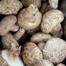 담백하고 향긋한 맛 산지직송 국내산 송고버섯 송화고 송향 백화고버섯 송화버섯, 1박스, 1kg