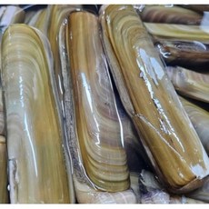 [산지직송] 자연산 대맛조개 당일바리 맛조개(특품), 1세트, 대맛조개(특품) 5마리 내외