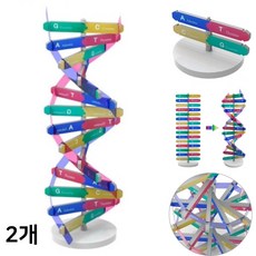 DNA 입체모형 만들기 이중나선 구조 유전자 염색체 관찰학습 과학교구 DIY (2인용)