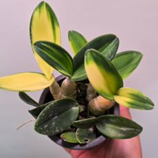 (팜 이연숙TV난원) 대명석곡 황금단정학 소중 사이즈, 1개