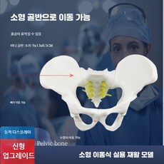 여성 골반 모형 산부인과 인체 해부학 모델 자궁 뼈 교육용, 1개, 미니 골반 이동 모델