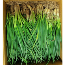 산지직송 당일포장 신선한 제주 흙 쪽파 벌크, 1개, 1kg