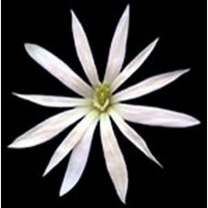 코리아씨밀락 일랑일랑워터, 일랑일랑워터 100ml, 1개