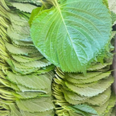 국산) 싱싱하고 향 좋은 깻잎, 1개, 500g