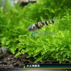 【AC草影】小三角莫斯石 - 前景水草、莫絲、陰性水草 適合新手 不需CO2, 1個