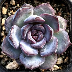 아기자기 예쁜다육 38종, 19번)- 초코그레이스, 1개