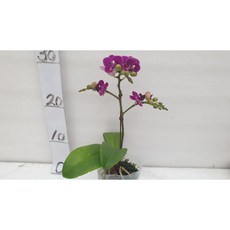 [신라난농원]호접란.블루베리 한대가지.꽃대.(고급스런 보라색).아주예쁨.고급종.색상예쁨.필독뒷사진참고., 1개
