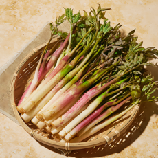 식감끝판왕 자연산 남해 산지직송 땅두릅, 1박스, 2kg