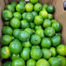 생 라임 중과 대과 10과 20과, 1개, 50과(약4.2kg) 중과