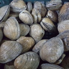 연안 대합 1kg