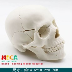 두개골 모형 해골 해부 해부학 사람 뼈 모형도 골격, D. 12 흰색 두개골 모델, 1개