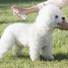 프랭킷 고어웨이 해충방지 스프레이 진드기 퇴치제 산책 미스트 100ml, 1개