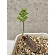 페라고니움 트리스테 동일품-260121 코덱스 아프리카식물 멸종위기 4000 희귀선인장