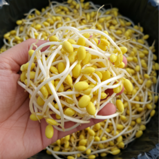 [초특가할인] 꼬불이 곱슬이 콩나물 대용량 업소용, 1개, 4kg