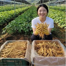 금산인삼파삼 10-12뿌리내외 세척수삼5년근 생삼 세척삼 인삼파지 못난이인삼, 1개, 300g