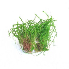 나무 덤불 모형 4cm 2개/건축모형 디오라마 조경재료, 나무덤불모형 4cm-2개입/T-8